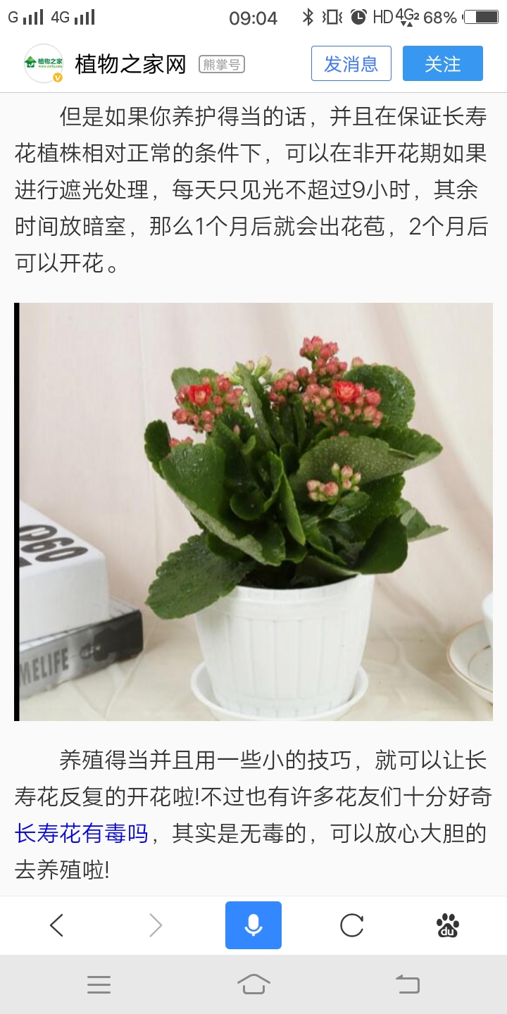 长寿花盆栽 长寿花