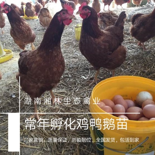 衡阳海兰褐蛋鸡苗 