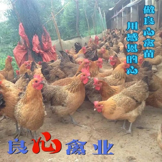 衡阳土鸡苗孵化场直卖青脚土鸡苗高脚土鸡苗山地放养鸡苗另有三黄鸡苗