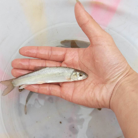 眉山雅鱼苗