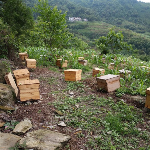 中华蜜蜂 