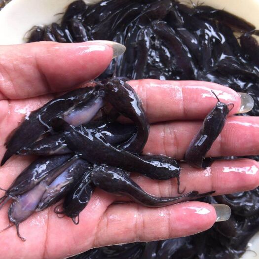 广州塘鲺苗