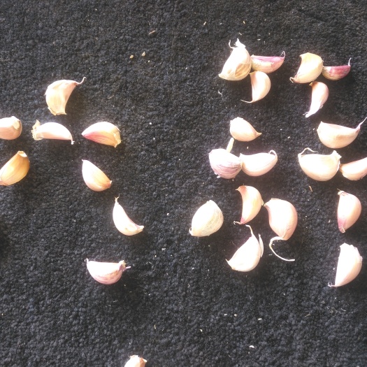 洱源县蒜米 1.8cm 非独头 
