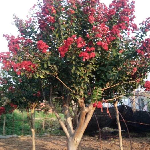 沭阳县红花紫薇  红火箭