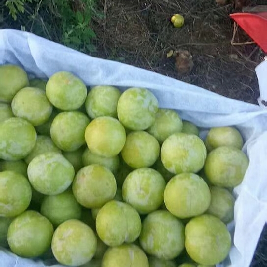 宜城市青脆李  果面漂亮，口感甜脆，无渣，水分足，耐运输。