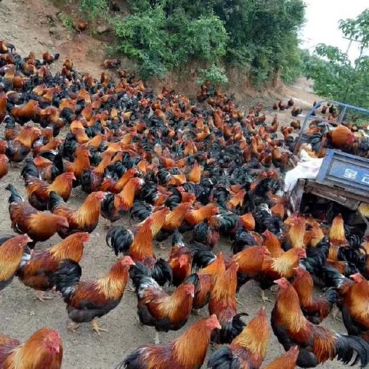衡阳县阉鸡苗 
