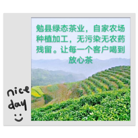 勉县2024毛尖茶勉县茶叶
