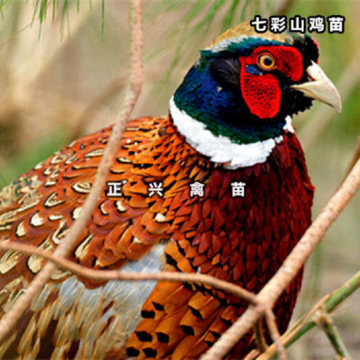 贵阳山鸡苗
