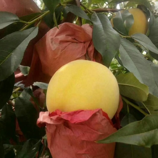 大荔县黄金蜜桃 70mm以上 3 - 4两