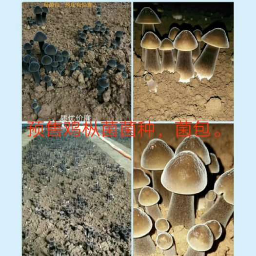 金乡县鸡枞菌 鲜货 人工种植 黑皮鸡枞 5cm~7cm 黑皮鸡枞