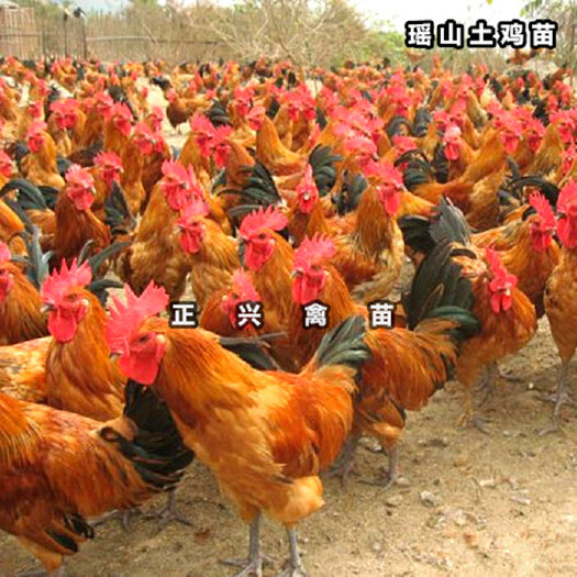 贵阳红瑶鸡苗