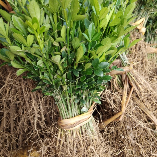 阳朔县枳壳苗 种子 0.2米以下