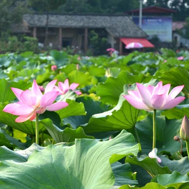 莲藕种苗红花莲种苗南斯拉夫白莲红莲种苗观赏红花苗