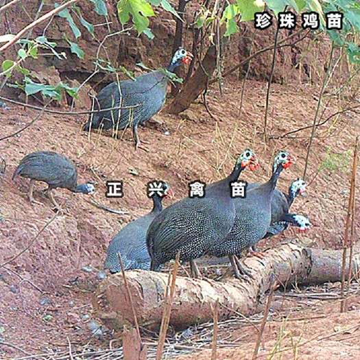 贵阳珍珠鸡苗
