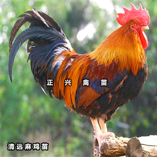 贵阳 清远麻鸡苗黄脚土鸡苗