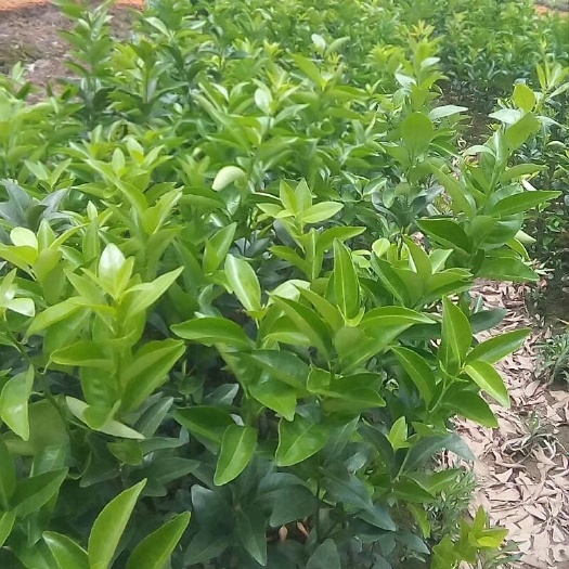 茂谷柑苗 嫁接苗 0.2~0.35米 