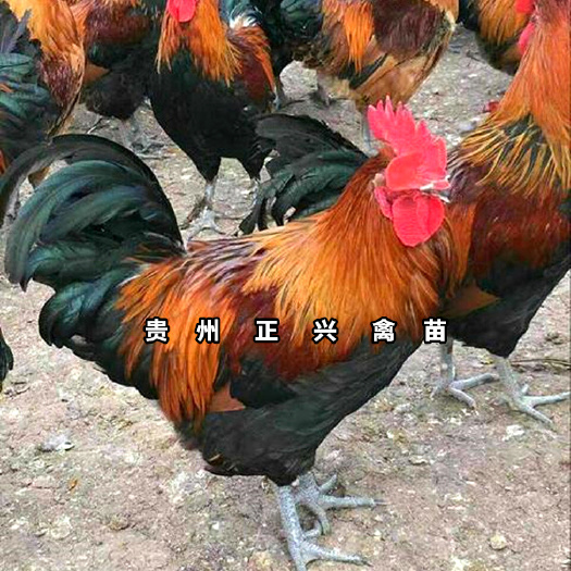 贵阳血瑶土鸡苗青脚土鸡苗贵州土鸡