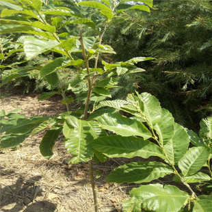 泰安大红袍板栗苗 实生苗 0.5米以下
