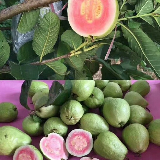 灵山县红心芭乐番石榴苗 