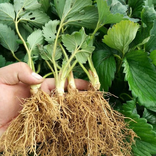 泰安奶油草莓苗 牛奶草莓 口味甜美好吃