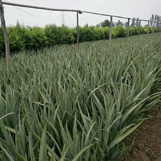 周口库拉索芦荟 20cm以上 