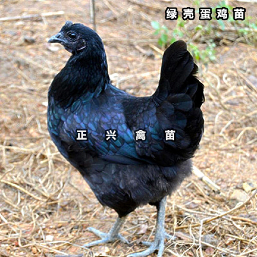 贵阳 五黑鸡苗乌鸡苗绿壳蛋鸡苗