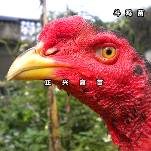 贵阳斗鸡苗