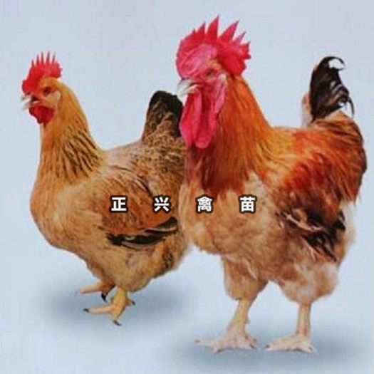 贵阳 k9肉鸡苗 大种鸡苗
