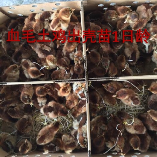 金沙县土鸡苗  包打疫苗技术运输