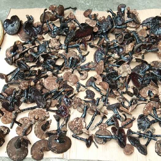 金秀县大瑶山枫树灵芝