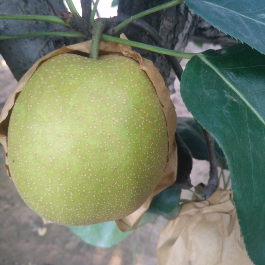 宁陵县翠冠梨 55mm以上 400-450g