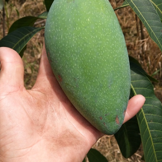 灵山县金煌芒果苗