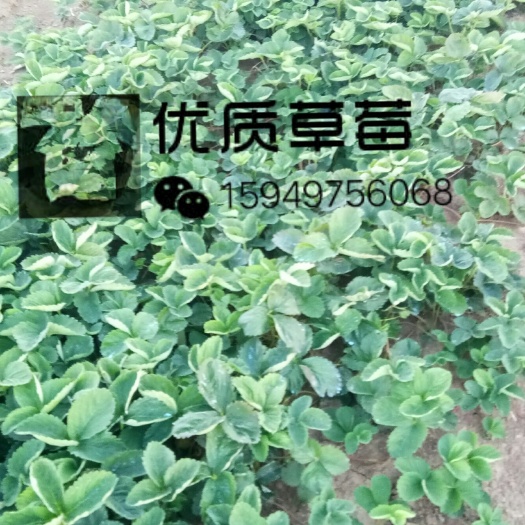 安丘市宁玉草莓苗  ，保证无病！保证成活！保证纯度！