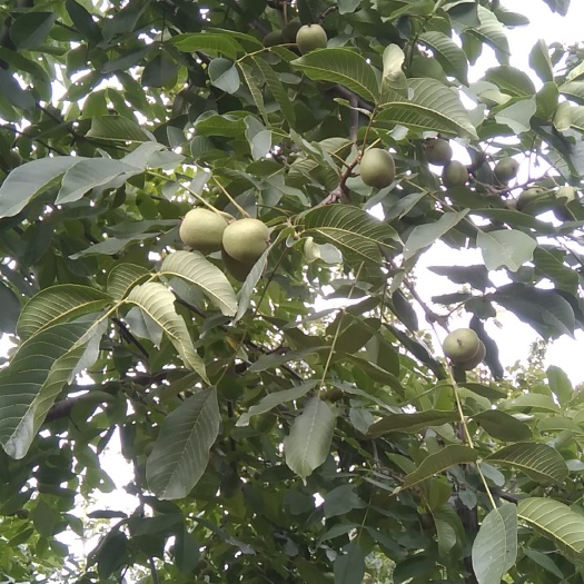 西昌市薄皮核桃 