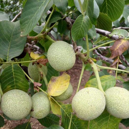 大荔县青皮核桃 45mm以上 袋装 1个月