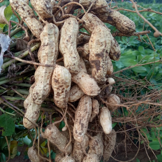 邳州市四粒红花生 鲜货 带壳花生