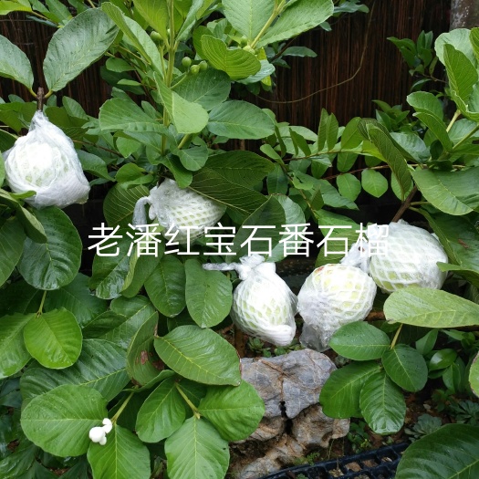 灵山县红宝石少籽芭乐苗 