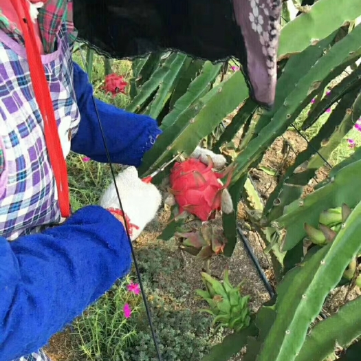 泰安红皮红肉火龙果苗 