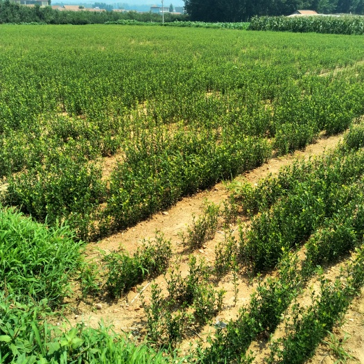 泰安种植枳壳苗 