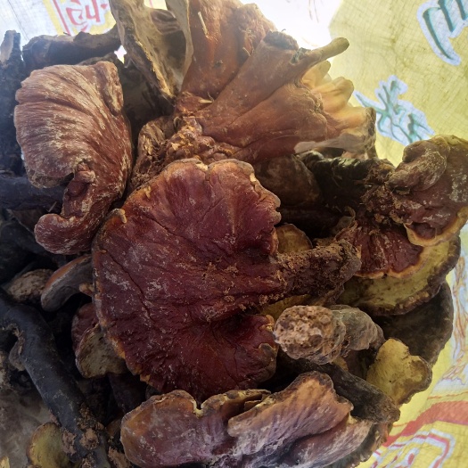 双柏县灵芝，大量批发，1斤包邮
