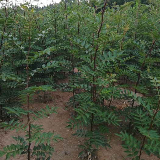 泰安大红袍花椒苗