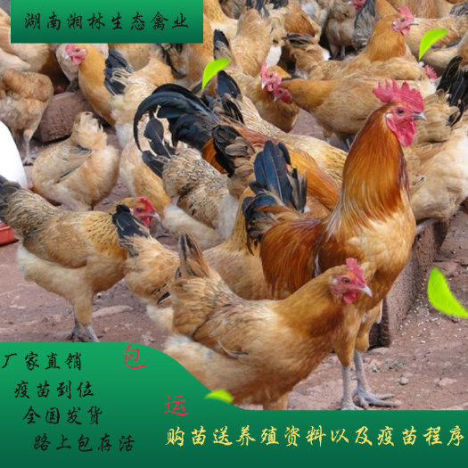 衡阳县 淮南王鸡苗青脚土鸡苗跑山土鸡苗柴鸡苗高产绿壳蛋鸡苗疫苗到位
