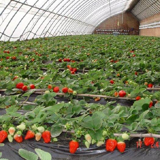 泰安红颜草莓苗 地栽苗 10~20公分 