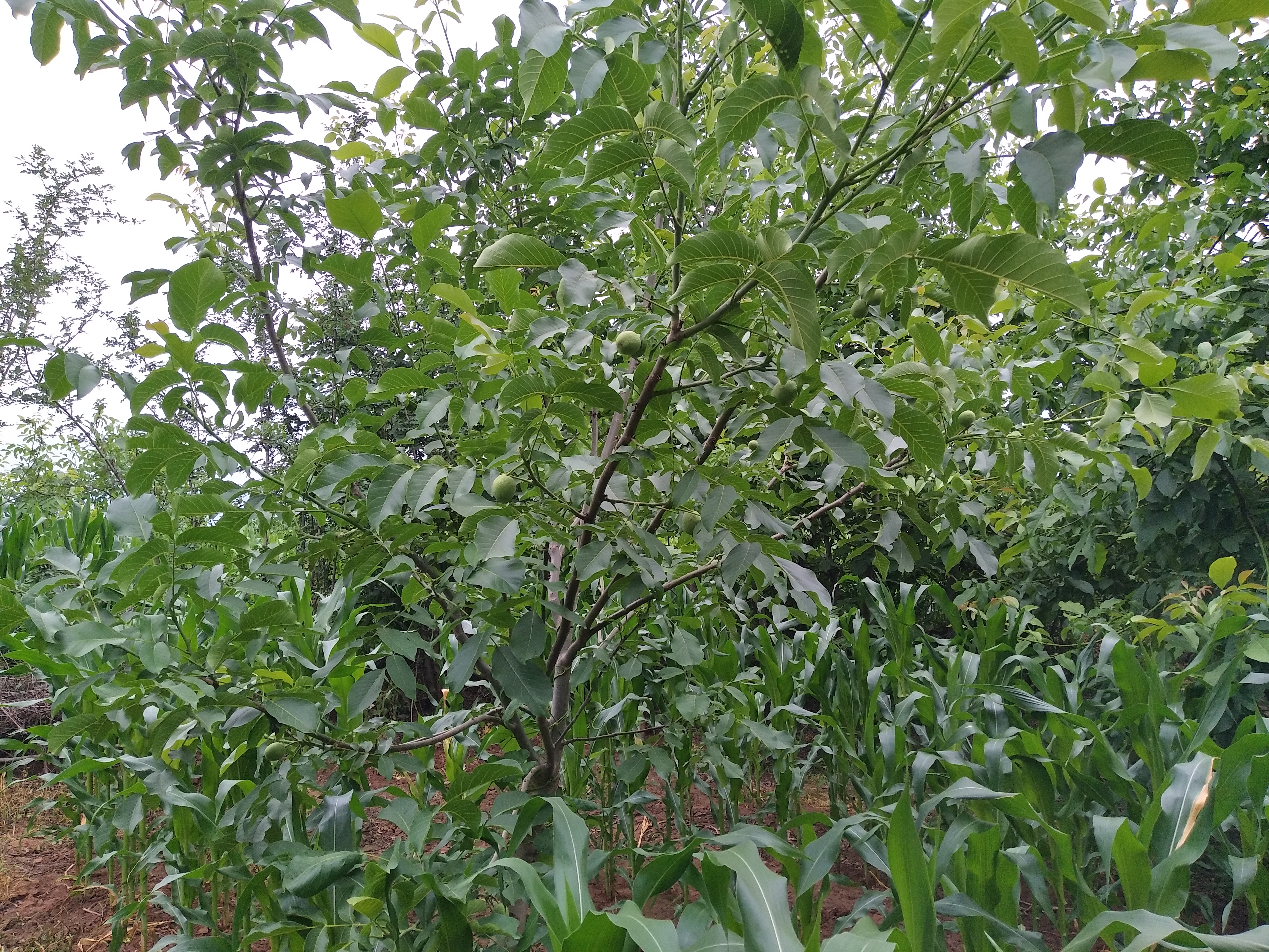 新疆185核桃 今年新货量大、质量好。
