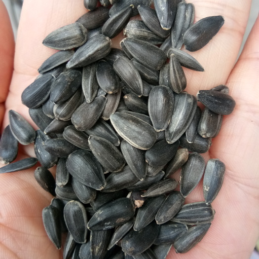 大量批发油葵，油葵 ，可喂鸟，炸油
