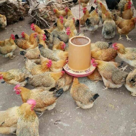 南宁土鸡苗 南宁，品种优良