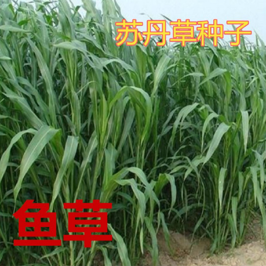 沭阳县苏丹草种子