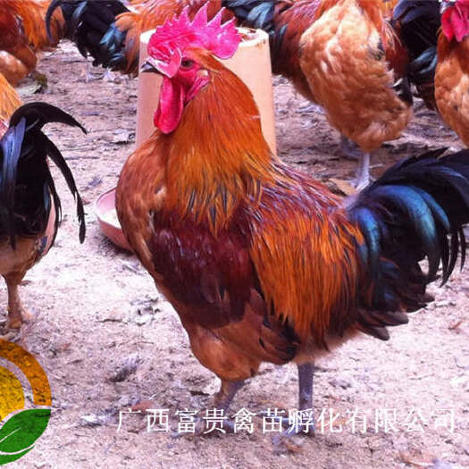南宁红瑶鸡苗 