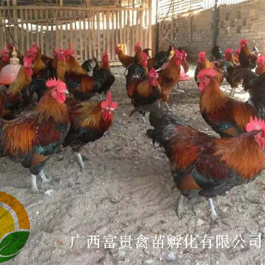 南宁黑瑶鸡苗 