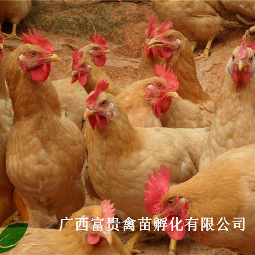 南宁三黄鸡苗 